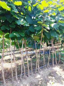 Kalemljeni lešnik sadnice – Rasadnik Delux