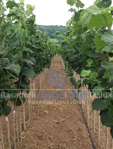 Sadnice Kalemljenog Lesnika