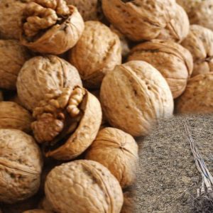 Sadnice kalemljenog oraha Elit sa razvijenim korenom i plodovi oraha Elit u ljusci i jezgru