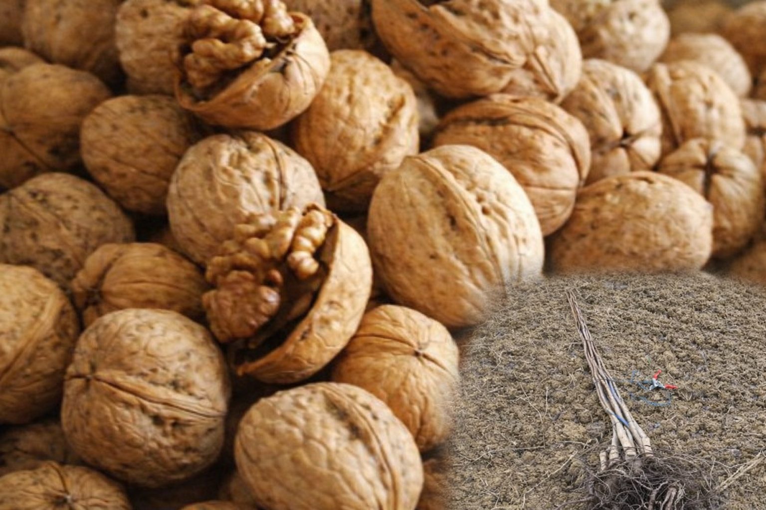 Sadnice kalemljenog oraha Elit sa razvijenim korenom i plodovi oraha Elit u ljusci i jezgru