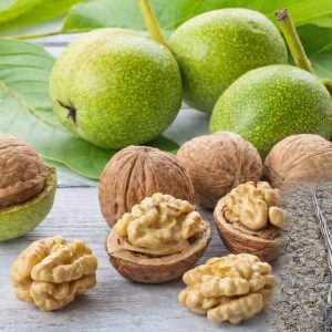 Kalemljeni orah Čendler – plod sorte i dvogodišnje kalemljene sadnice sa snažnim korenom