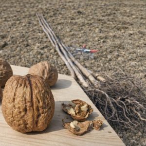 Kalemljeni orah Bačka – plod sorte i dvogodišnje kalemljene sadnice sa snažnim korenom