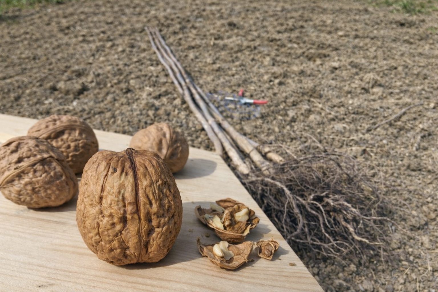 Kalemljeni orah Bačka – plod sorte i dvogodišnje kalemljene sadnice sa snažnim korenom