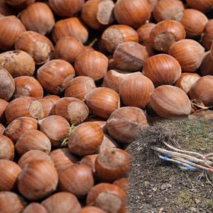 Kalemljeni lešnik Camponica – plod sorte i dvogodišnje kalemljene sadnice sa snažnim korenom