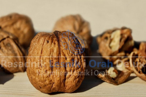 kalemljeni orah sorte backa lesnikiorahdelux