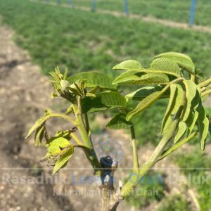 kako negovati orah prve godine