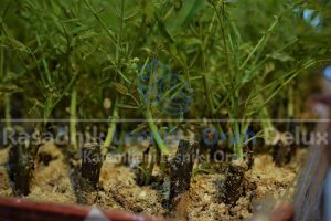 Kalemljeni orah sadnice – Rasadnik Delux