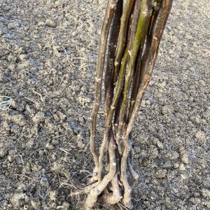 Orah Sadnice lesnikiorahdelux