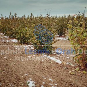 Sadnice Zbunastog Lesnika