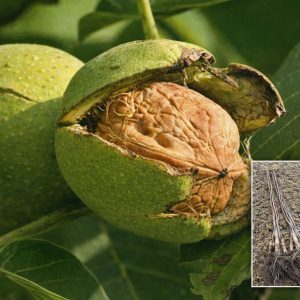 kalemljeni orah geisenheim 139 – plod sorte i dvogodišnje kalemljene sadnice sa razvijenim korenom