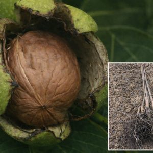 Kalemljeni orah Geisenheim 251 – plod na grani sa prikazom sadnica u donjem desnom uglu