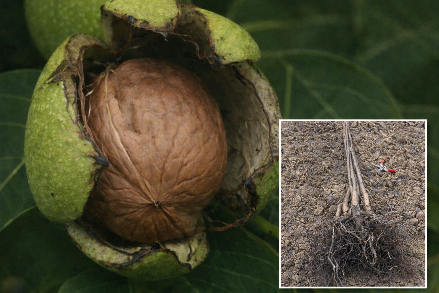 Kalemljeni orah Geisenheim 251 – plod na grani sa prikazom sadnica u donjem desnom uglu