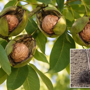 Plodovi kalemljenog oraha Franket na grani – sorta Franket kao glavni oprašivač za Čendler