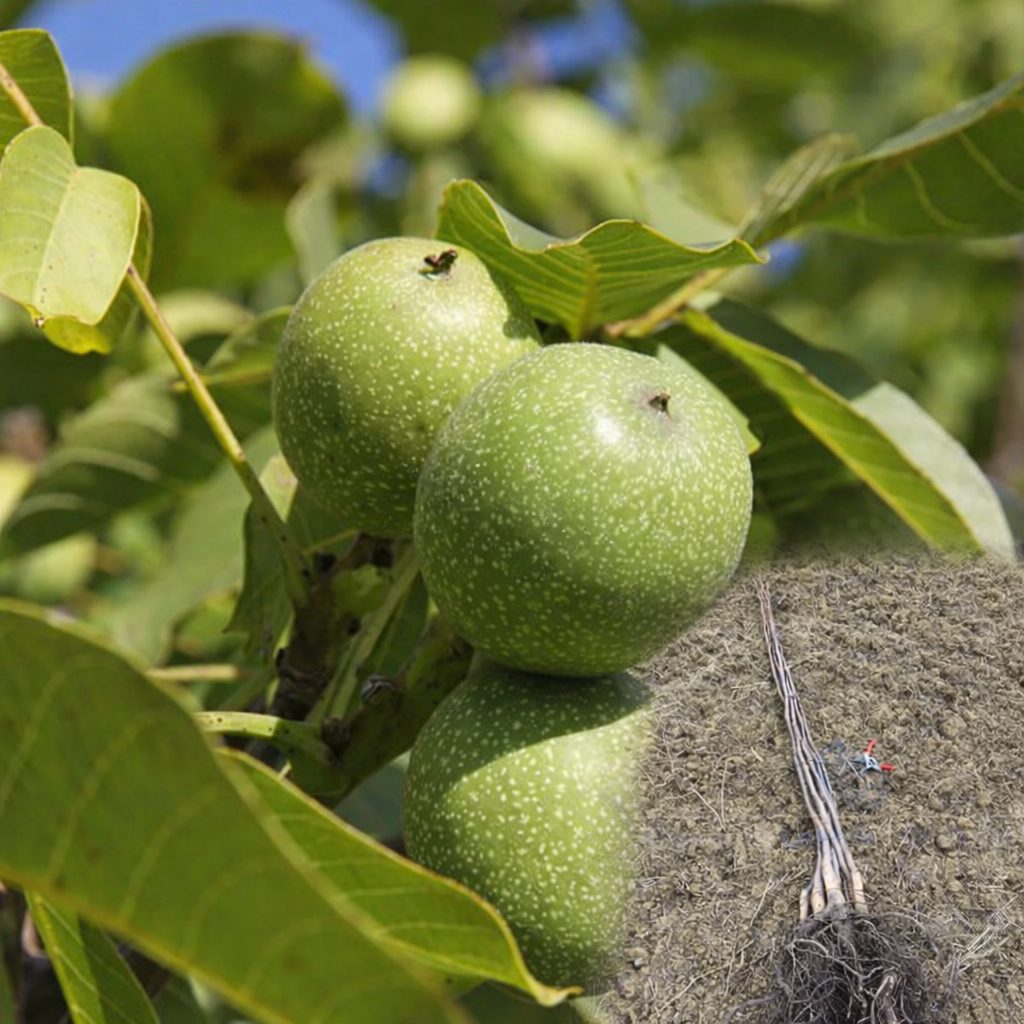 Kalemljeni orah Fernor – sadnice oraha sa razvijenim korenom i plod Fernor sorte