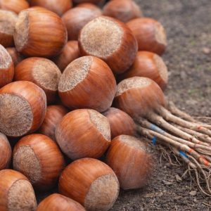 kalemljeni lešnik tonda gentile romana – plod sorte i dvogodišnje kalemljene sadnice sa golim korenom