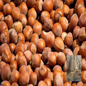 Sadnice žbunastog lešnika Camponica – dvogodišnje sadnice sa golim korenom i plod sorte