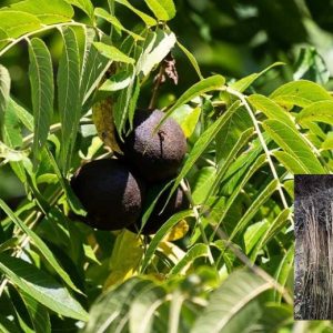 sadnice crnog oraha juglans nigra – plod na stablu i dvogodišnje sadnice sa snažnim korenom