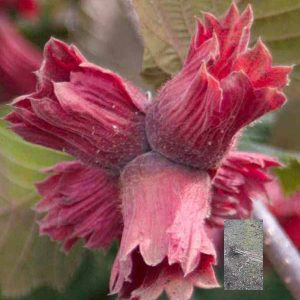 kalemljeni lešnik crveni lambert – plod sorte i dvogodišnje kalemljene sadnice sa golim korenom