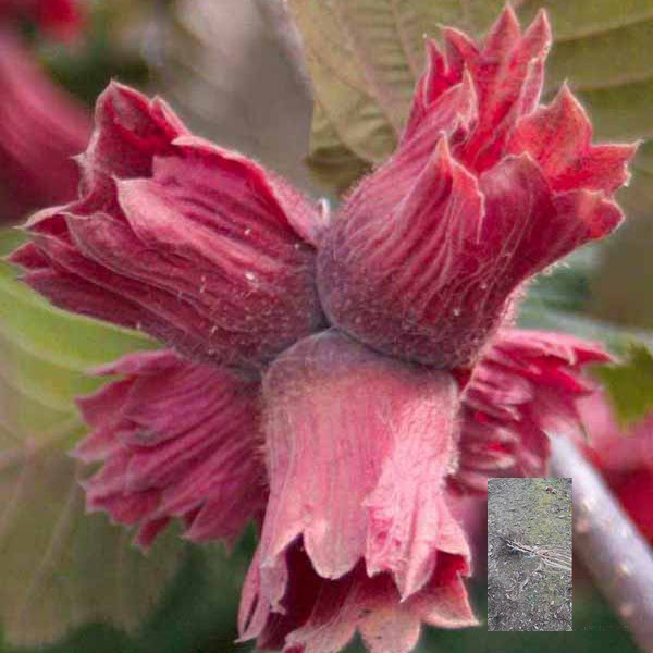 kalemljeni lešnik crveni lambert – plod sorte i dvogodišnje kalemljene sadnice sa golim korenom