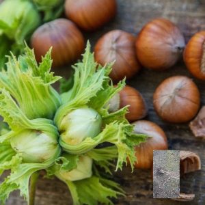 kalemljeni lešnik enis – plod sorte i dvogodišnje kalemljene sadnice sa golim korenom