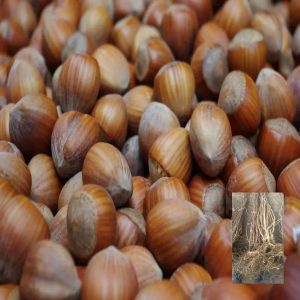 Sadnice žbunastog lešnika Fertile de Coutard – dvogodišnje sadnice sa golim korenom i plod sorte