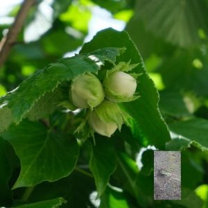 kalemljeni lešnik fertile de coutard – plod sorte i dvogodišnje kalemljene sadnice sa golim korenom