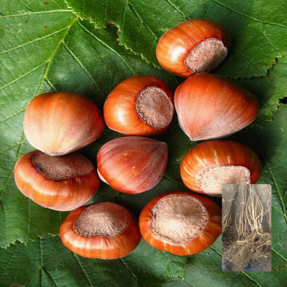 Sadnice žbunastog lešnika Halski džin – dvogodišnje sadnice sa golim korenom i plod sorte