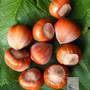 kalemljeni lešnik halški džin – plod sorte i dvogodišnje kalemljene sadnice sa golim korenom