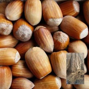 Sadnice žbunastog lešnika Istarski dugi – dvogodišnja sadnica sa golim korenom i plod