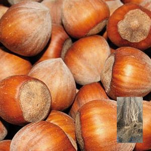 Sadnice žbunastog lešnika Istarski okrugli – dvogodišnje sadnice sa golim korenom i plod sorte