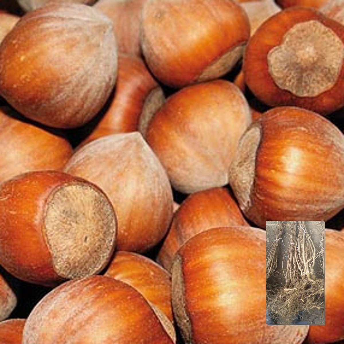 Sadnice žbunastog lešnika Istarski okrugli – dvogodišnje sadnice sa golim korenom i plod sorte