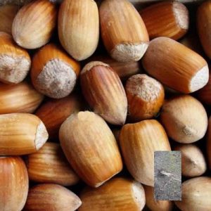 kalemljeni lešnik istarski dugi – plod sorte i dvogodišnje kalemljene sadnice sa golim korenom