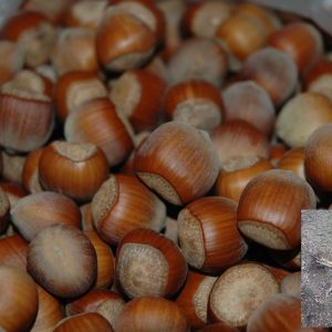 kalemljeni lešnik istarski okrugli – plod sorte i dvogodišnje kalemljene sadnice sa golim korenom