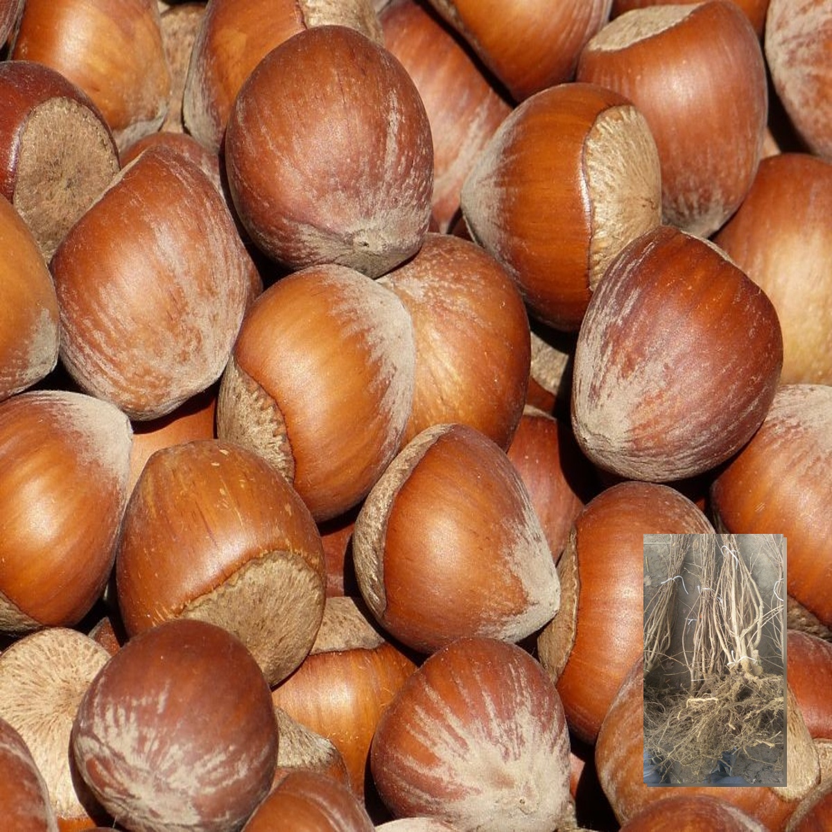 Sadnice žbunastog lešnika Korabel – dvogodišnje sadnice sa golim korenom i plod sorte