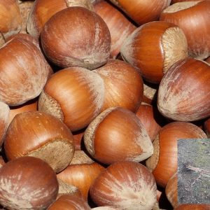 kalemljeni lešnik korabel – plod sorte i dvogodišnje kalemljene sadnice sa golim korenom