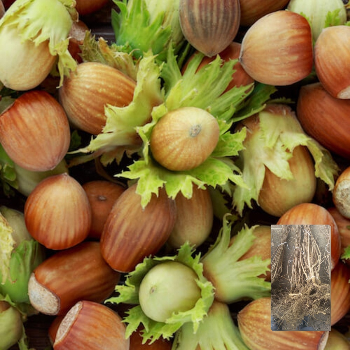 Sadnice žbunastog lešnika Mortarella – dvogodišnje sadnice sa golim korenom i plod