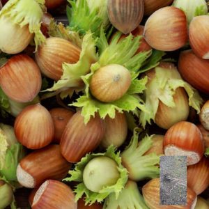 kalemljeni lešnik mortarella – plod sorte i dvogodišnje kalemljene sadnice sa golim korenom