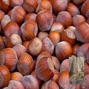 Sadnice žbunastog lešnika Nocchione – dvogodišnje sadnice sa golim korenom i plod sorte