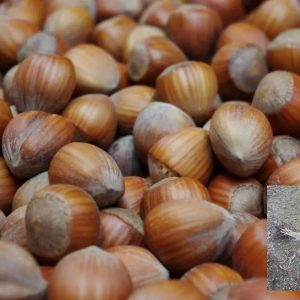 kalemljeni lešnik nocchione – plod sorte i dvogodišnje kalemljene sadnice sa golim korenom