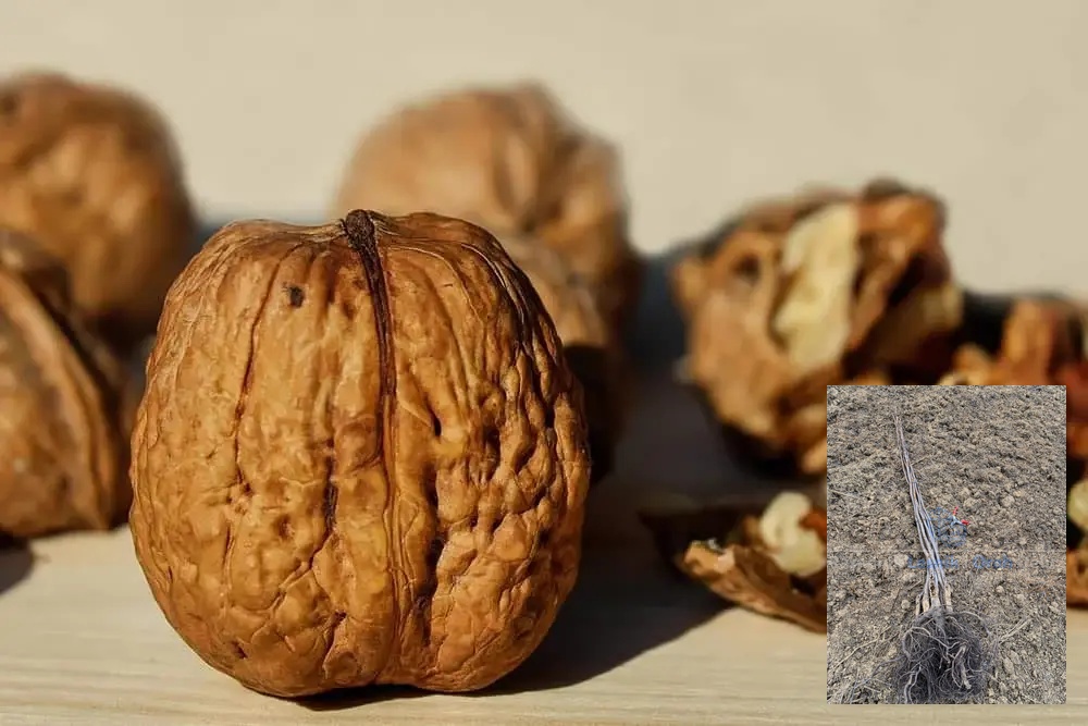 kalemljeni orah ibar – plod sorte i dvogodišnje kalemljene sadnice sa snažnim korenom