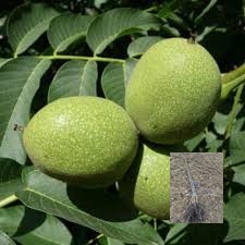 kalemljeni orah jupiter – plod sorte na stablu i dvogodišnje kalemljene sadnice sa snažnim korenom