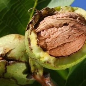 kalemljeni orah novosadski kasni – plod sorte i dvogodišnje kalemljene sadnice sa snažnim korenom