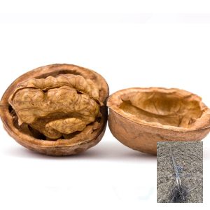 kalemljeni orah novosadski rodni – plod sorte i dvogodišnje kalemljene sadnice sa snažnim korenom