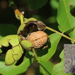 kalemljeni orah pieral lara – plod sorte na stablu i dvogodišnje kalemljene sadnice sa snažnim korenom