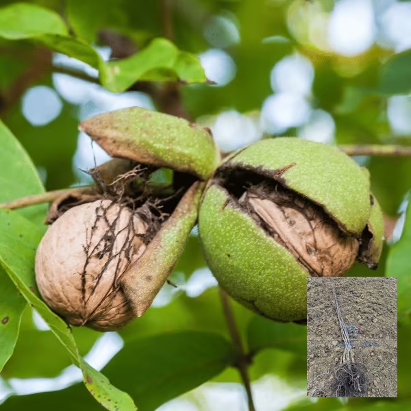 kalemljeni orah rasna – krupan plod sorte i dvogodišnje kalemljene sadnice sa snažnim korenom