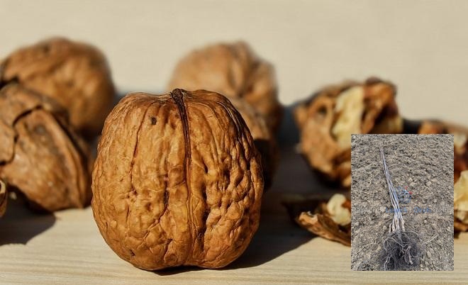 kalemljeni orah tisa – plod sorte i dvogodišnje kalemljene sadnice sa snažnim korenom