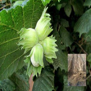 Sadnice žbunastog lešnika sorte Rimski – dvogodišnje sadnice sa golim korenom i plod