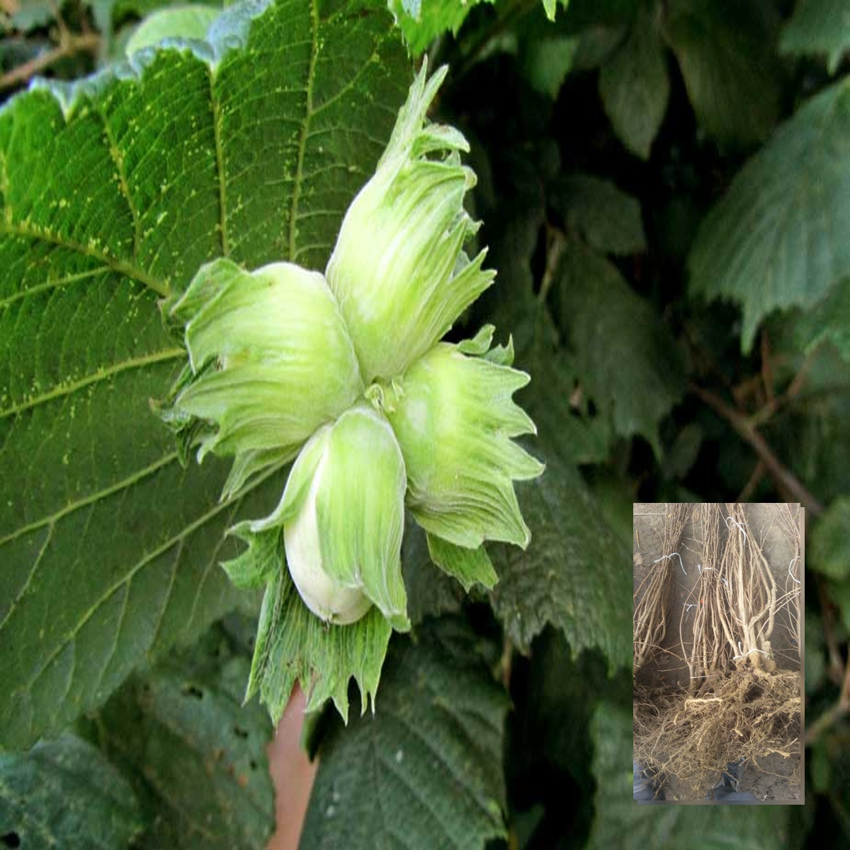 Sadnice žbunastog lešnika sorte Rimski – dvogodišnje sadnice sa golim korenom i plod