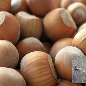 kalemljeni lešnik rimski – plod sorte i dvogodišnje kalemljene sadnice sa golim korenom