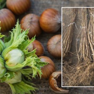 Sadnice žbunastog lešnika sorte Enis – dvogodišnje sadnice sa golim korenom i plod